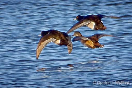 Ducks In Flight_DSCF0171.jpg - Ring-necked Ducks (Aythya collaris) photographed along the Rideau Canal Waterway at Kilmarnock, Ontario, Canada.